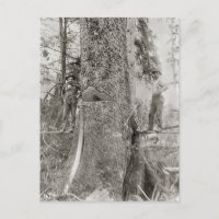 Holzfäller mit riesiger Tanne, 1905
