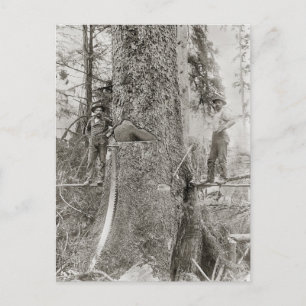 Holzfäller mit riesiger Tanne, 1905 Postkarte