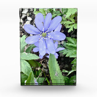 Holzflüster - lila Wildblume Fotoblock