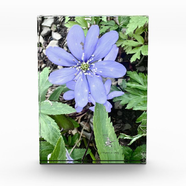 Holzflüster - lila Wildblume Fotoblock (Vorderseite)