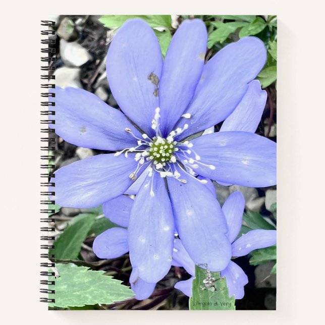 Holzflüster - lila Wildblume in der Quelle Notizbuch (Vorderseite)
