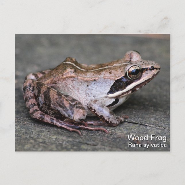 Holzfrosch Postkarte (Vorderseite)