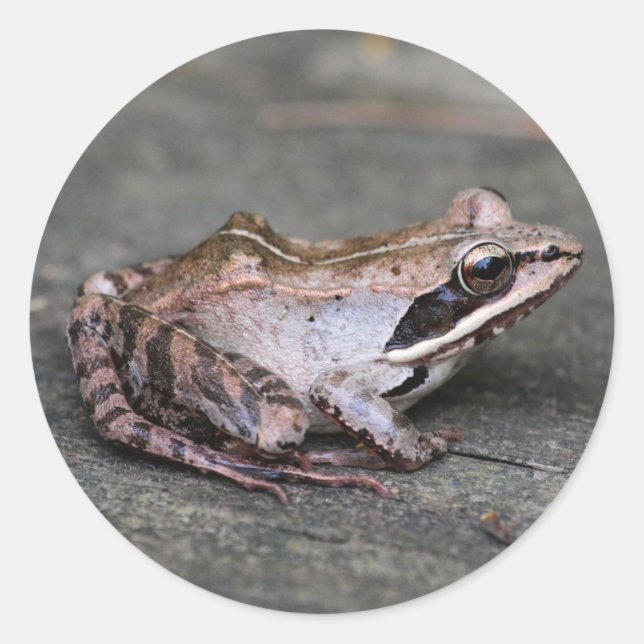 Holzfrosch Runder Aufkleber (Vorderseite)