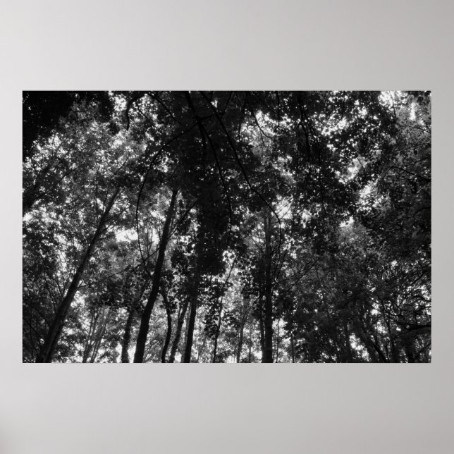 Holzkanopie 01 BW Poster (Vorne)