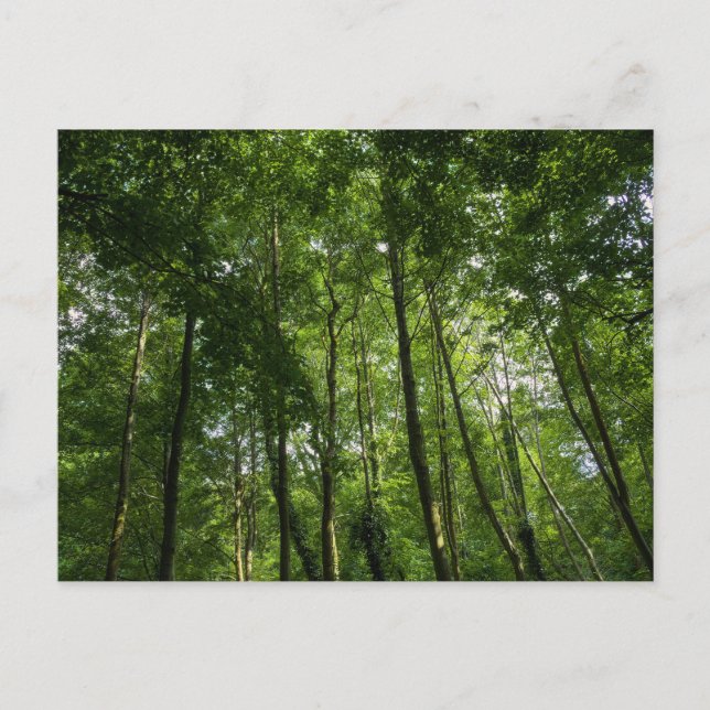 Holzkanopie. Blackweir Woods, Bute Park Postkarte (Vorderseite)