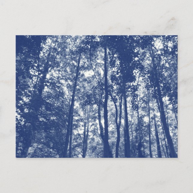 Holzkanopie - Cyanotypeffekt Postkarte (Vorderseite)