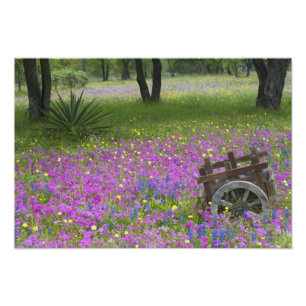 Holzkarren im Feld Phlox, Blauer Bonnets Fotodruck