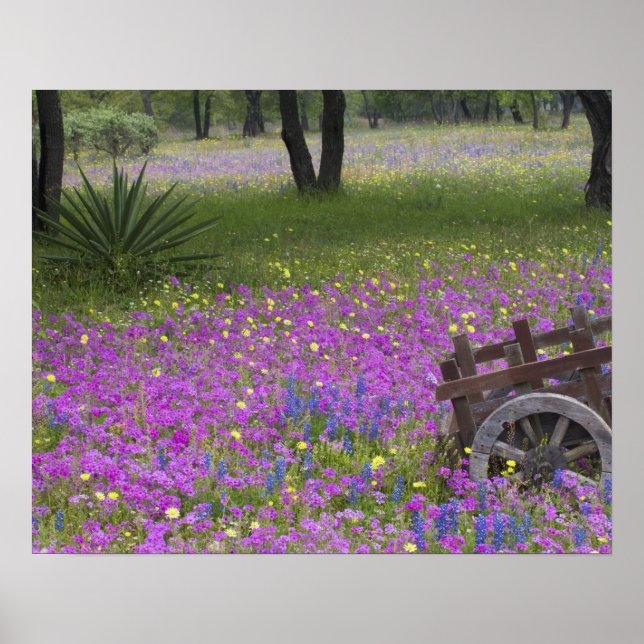 Holzkart im Feld Phlox, Blaue Bonnets mit Poster (Vorne)