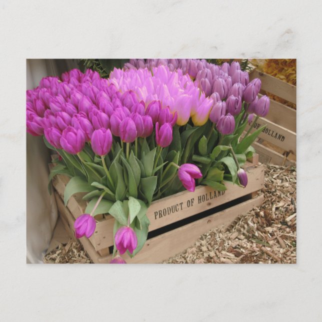 Holzkiste mit lila Tulpen Postkarte (Vorderseite)