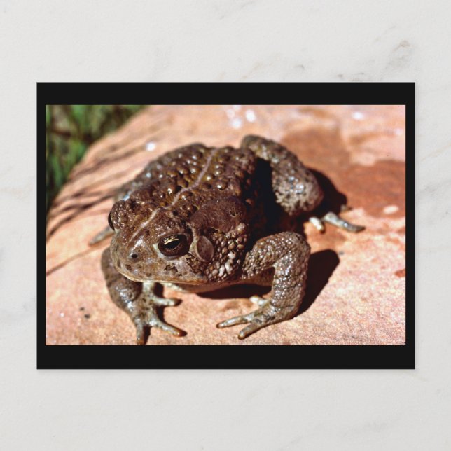 Holzkröte Postkarte (Vorderseite)