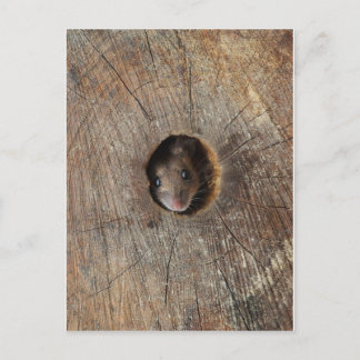 Holzmäuse Postkarte