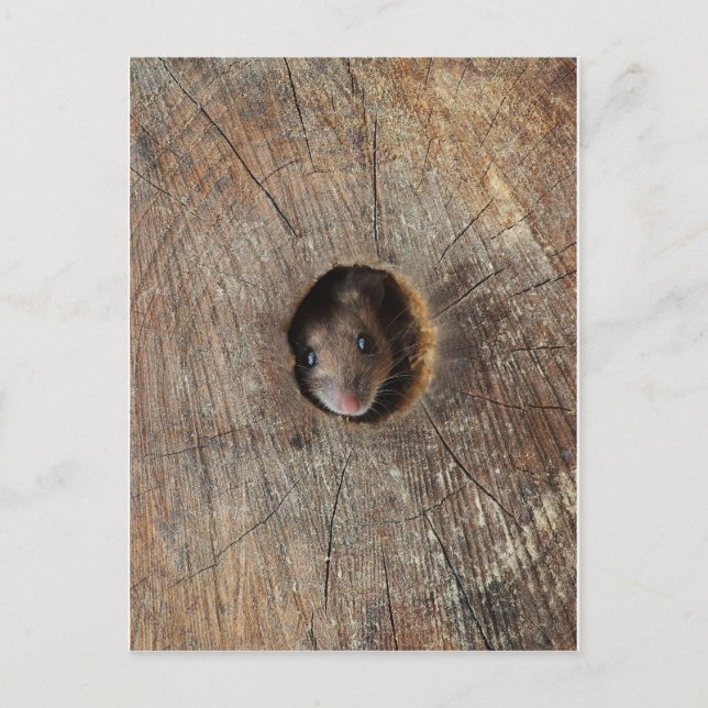 Holzmäuse Postkarte (Vorderseite)