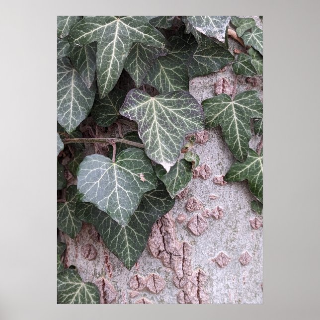 Holzmuster-Plakat Poster (Vorne)