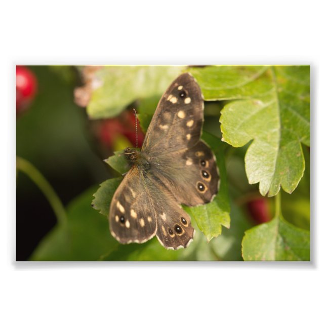 Holzschmetterling Fotodruck (Vorne)