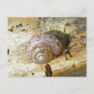 Holzschnecke Postcard Postkarte