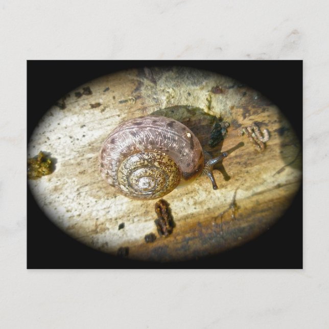 Holzschnecke Postcard Postkarte (Vorderseite)