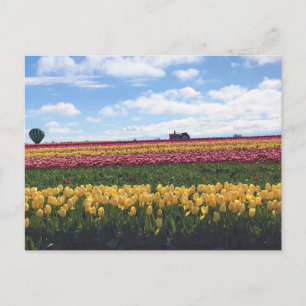 Holzschuh-Tulpenfarm, Woodburn, Oregon Postkarte