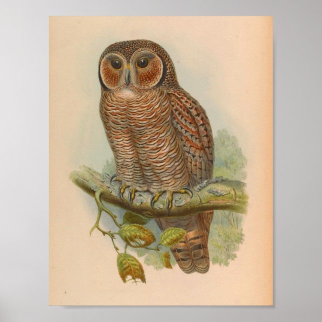 Holzschuhbällchen Vintage Vogelkunst Print Poster (Vorne)