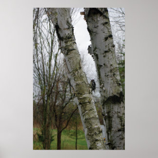 Holzspecht im Frühjahr Poster