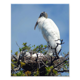 Holzstorch auf Nestfotografie drucken Fotodruck