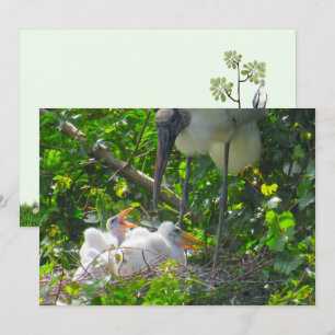 Holzstorch- und -kichenflatkarte