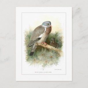 Holztaube Postkarte