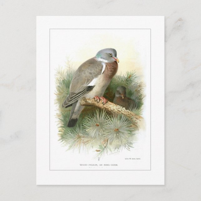 Holztaube Postkarte (Vorderseite)