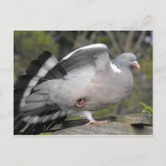 Holztaube Postkarte