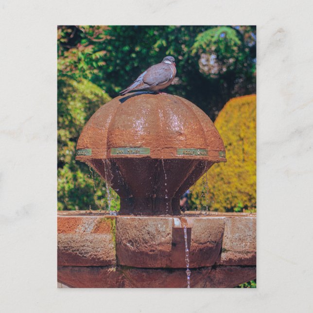 Holztaubenbrunnen Vintage Fotografie Postkarte (Vorderseite)