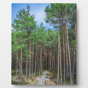 Holzweg im Kiefernwald Fotoplatte