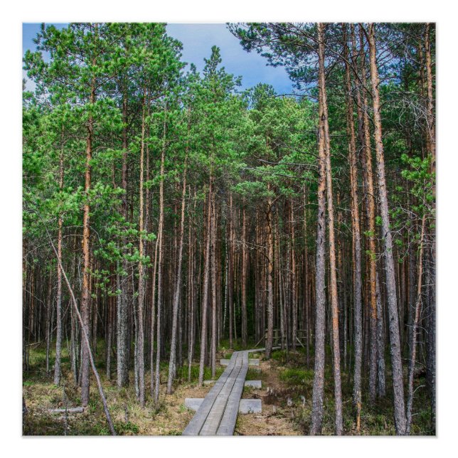 Holzweg im Kiefernwald Poster (Vorderseite)