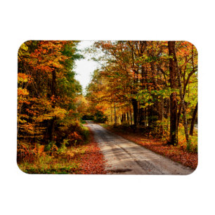 Holzweg mit Laubblätterung Magnet
