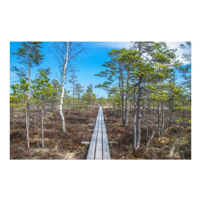Holzweg über Sumpf Fotodruck (Vorne)