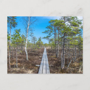 Holzweg über Sumpf Postkarte