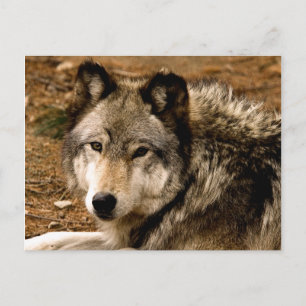 Holzwolf 1630 Postkarte