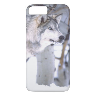 Holzwolf, Canis lupus, Film Animal Utah title_seo2