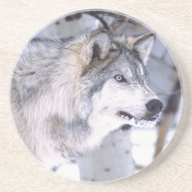 Holzwolf, Canis lupus, Film Animal Utah Sandstein Untersetzer (Vorne)