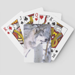 Holzwolf, Canis lupus, Film Animal Utah Spielkarten