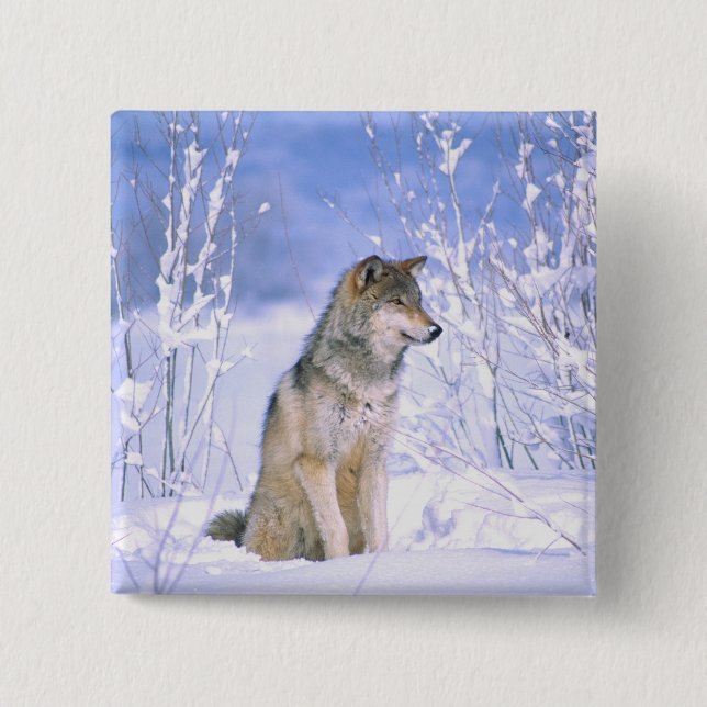 Holzwolf im Schnee, Canis lupus, Button (Vorderseite)
