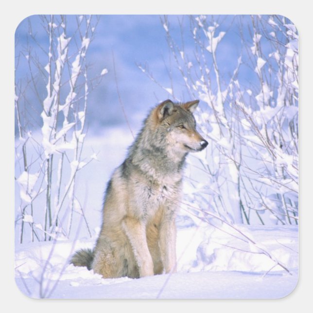 Holzwolf im Schnee, Canis lupus, Quadratischer Aufkleber (Vorderseite)
