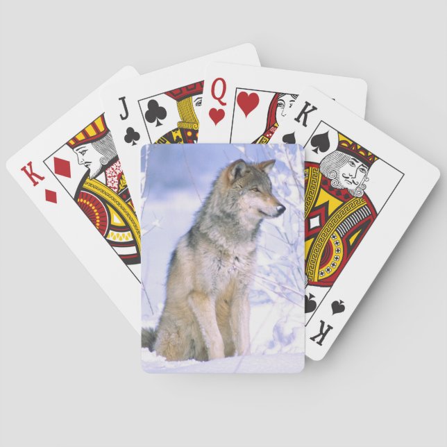 Holzwolf im Schnee, Canis lupus, Spielkarten (Rückseite)