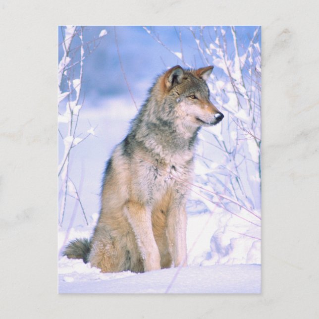 Holzwolf im Schnee Feiertagspostkarte (Vorderseite)
