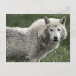 Holzwolf Postkarte