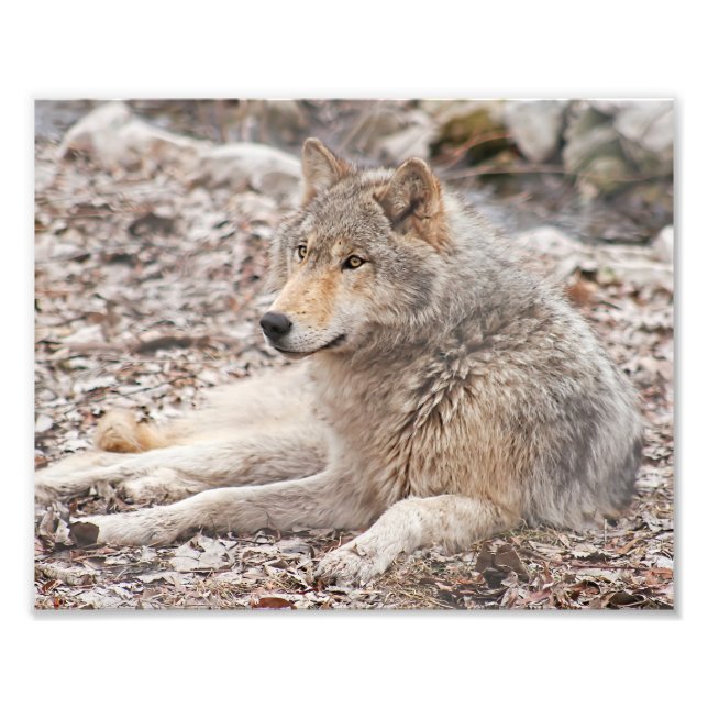 Holzwolf-Restfotografie drucken Fotodruck (Vorne)