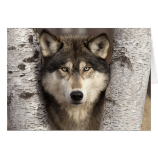 Holzwolf von Jim Zuckerman