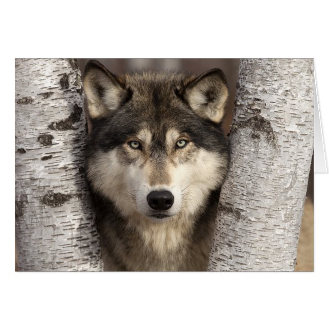 Holzwolf von Jim Zuckerman (Vorderseite (Horizontal))
