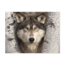 Holzwolf von Jim Zuckerman