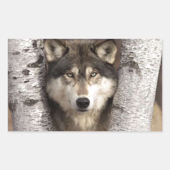 Holzwolf von Jim Zuckerman Rechteckiger Aufkleber (Vorderseite)