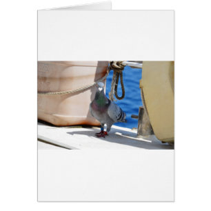 Homing Pigeon