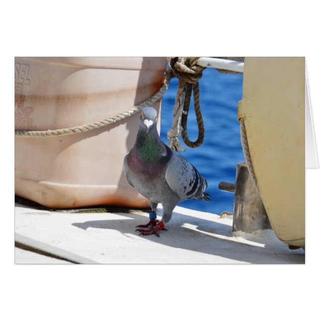 Homing Pigeon (Devant horizontal)